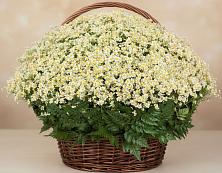 Цветочная композиция из Ромашки в корзине #REPLACE_PRED# Ртищево