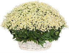 Цветочная композиция из Ромашки в корзине #REPLACE_PRED# Ртищево